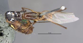 Media type: image;   Entomology 649870 Aspect: habitus dorsal view